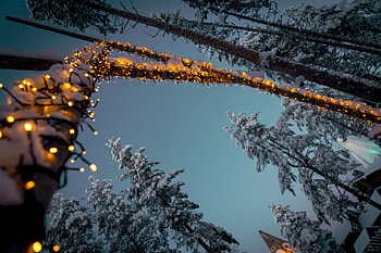 Winter, Trees, Snow, Miscellanea, Miscellaneous, Garland, Decoration, Garlands HD wallpaper
