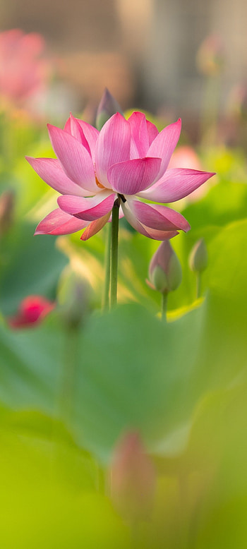 Earth lotus HD phone wallpaper