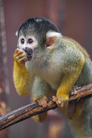 Animals, Young, Monkey, Sight, Opinion, Nice, Sweetheart, Joey, Marmoset HD phone wallpaper