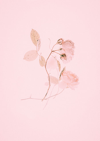 Pink, Flower, Rose Flower, Rose, Minimalism, Branch HD phone wallpaper