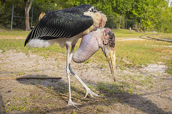 Marabou stork, Captivating bird, Exotic creature, Distinctive plumage HD wallpaper