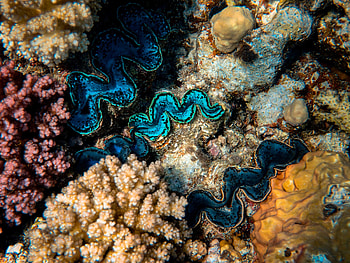 Plants, Nature, Coral, Underwater World, Algae, Seaweed HD wallpaper