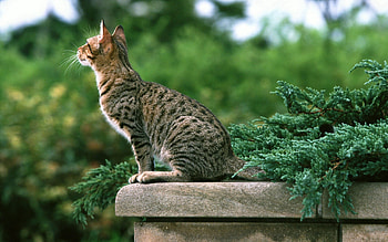 Animals, Sit, Cat, Kitty, Kitten, Spotted, Spotty, Color HD wallpaper