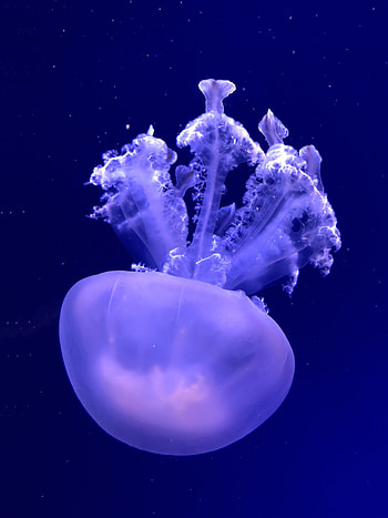 Jellyfish, aquatic animal, underwater HD phone wallpaper