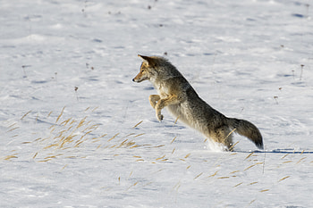 Animals, Snow, Predator, Wildlife, Bounce, Jump, Hunt, Hunting, Coyote HD wallpaper