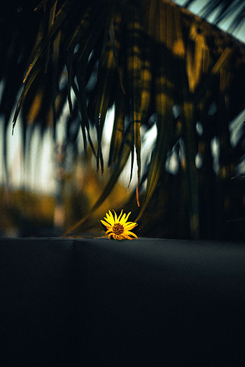 Flowers, Leaves, Flower, Palm, Branch HD phone wallpaper