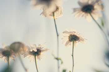 Delicate white daisies captured in soft focus, evoking a peaceful and serene ambiance. HD wallpaper