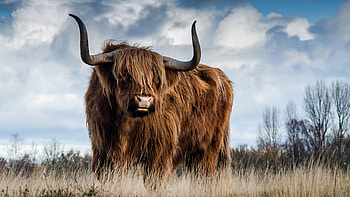 Highland cow , and backgrounds, que highland scenes, Scottish livestock HD wallpaper