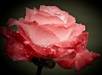 rose, drop, beautiful, water HD wallpaper