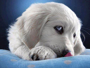 I miss my love, miss, my, i, love HD wallpaper