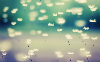 Beautiful Dandelion HD wallpaper