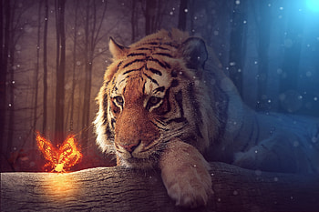 Tiger Dreamy Art, tiger, artist, art HD wallpaper