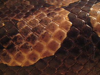 Background, Snakes HD wallpaper