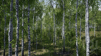 Birch Tree, Trees, Props, UE HD wallpaper