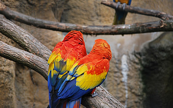 Animals, Parrots, Feather, Couple, Pair, Color HD wallpaper