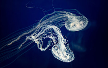 Jellyfish , background , Serene underwater, Mesmerizing beauty HD wallpaper