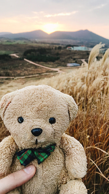 Teddy Bear Live, Toy Aesthetic HD phone wallpaper