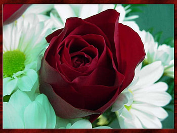 Red rose, flowers, roses HD wallpaper