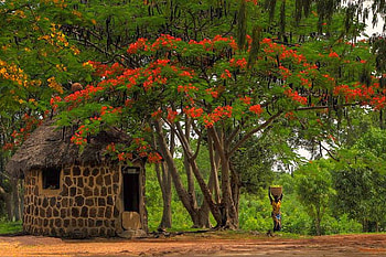 Flowers on Tree, cool HD wallpaper