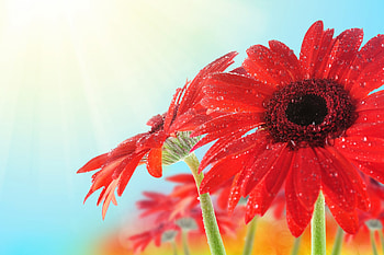 Drops, Flower, Macro, Petals, Dew HD wallpaper