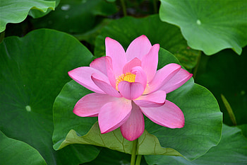 Bloom, pink lotus, flowers, green leaves HD wallpaper