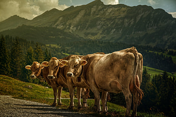cow , Pastoral scenes, Proud bovines, Nature's elegance HD wallpaper