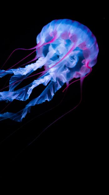Glowing jellyfish, Black background, White animals, Captivating creatures HD phone wallpaper