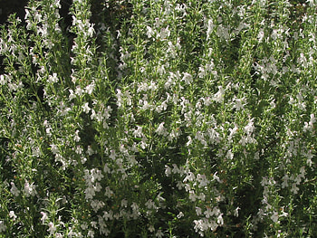 The herbarium, Winter savory gallery, Beautiful herb graphy HD wallpaper