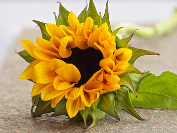 BEAUTIFUL SUNFLOWER, NATURE, BEAUTIFUL, SUNFLOWER HD wallpaper