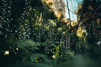 Plants, Nature, Flowers, Vegetation, Wild HD wallpaper