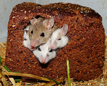 Mouses in a bread, graphy, , Rodents, Foto, Lovely, Mouse, Mice, Cute, Pretty, Family, Animals, Bread, Funny, Crazy, Beautifull, Snapshot HD wallpaper