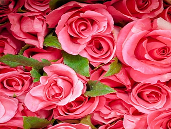 Pink Roses, rose, pink, pretty, nature, flowers HD wallpaper