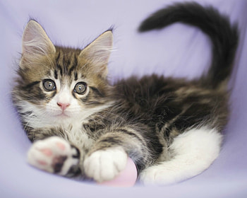 Kitten, pisica, animal, pink, scared, rachael hale, cat, lilac HD wallpaper