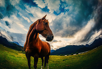 Paradise Horse , horse, animals HD wallpaper