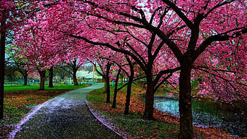 Spring Pink Blossom Flowers Trees Road graphy graphy HD wallpaper