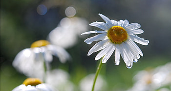 Nature, Flowers, Camomile, Drops, Field HD wallpaper