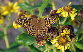 Leaves, Flower, Plant, Macro, Butterfly, Dry HD wallpaper