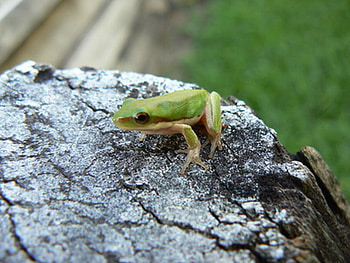 GO AWAY SAYS THIS LITTLE GREEN FROG, cute, frog, green, little HD wallpaper