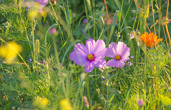 Sunny Cosmos, sunshine, field, nature, cosmos, flowers HD wallpaper