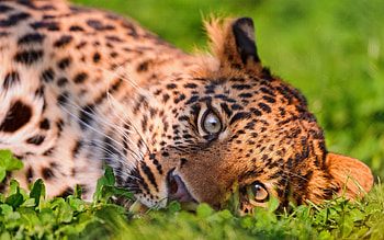 Animals, Grass, Leopard, To Lie Down, Lie, Muzzle HD wallpaper