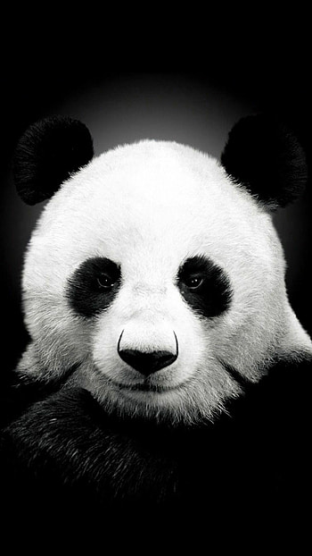 Panda iPad , Top quality, Beautiful designs, Perfect for Apple devices HD phone wallpaper