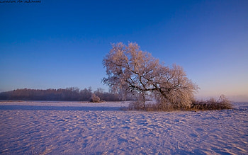 Winter, nature, snow, tree HD wallpaper