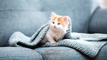 Kitten, animal, cat, Purr HD wallpaper
