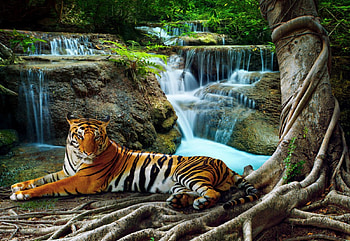 Wild Tiger, waterfall, cat, rocks, painting, jungle HD wallpaper