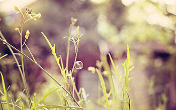 Grass, Plant, Macro, Shine, Light, Field HD wallpaper