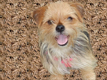 MIXED BREED COLOR BEIGE AND LIGHT BROWN, cute, pup, friendly, small HD wallpaper