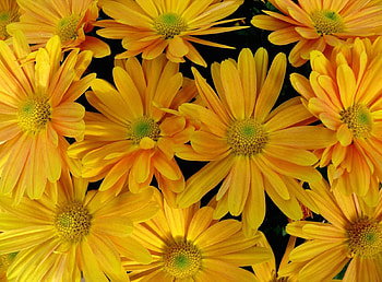 Flowers, Petals, Close-Up HD wallpaper