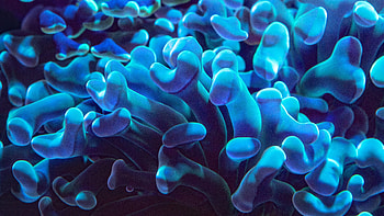 Sea Anemone, Posted by Sarah Cunningham HD wallpaper