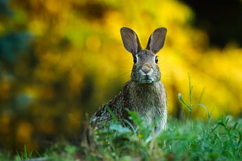 A cute wild rabbit peering from the grass with a vibrant yellow backdrop, epitomizing summer wildlife. HD wallpaper