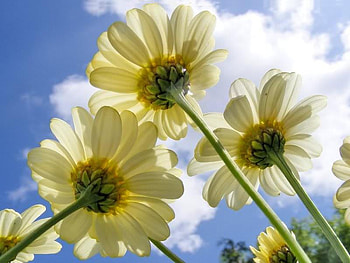 Worms Eye View, white, sky, daisies, flower HD wallpaper